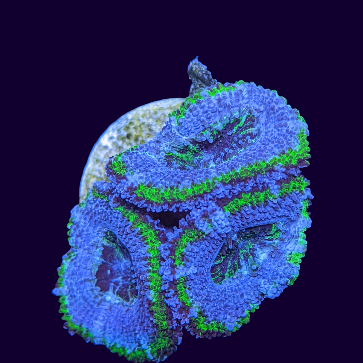 Acanthastrea Lordhowensi