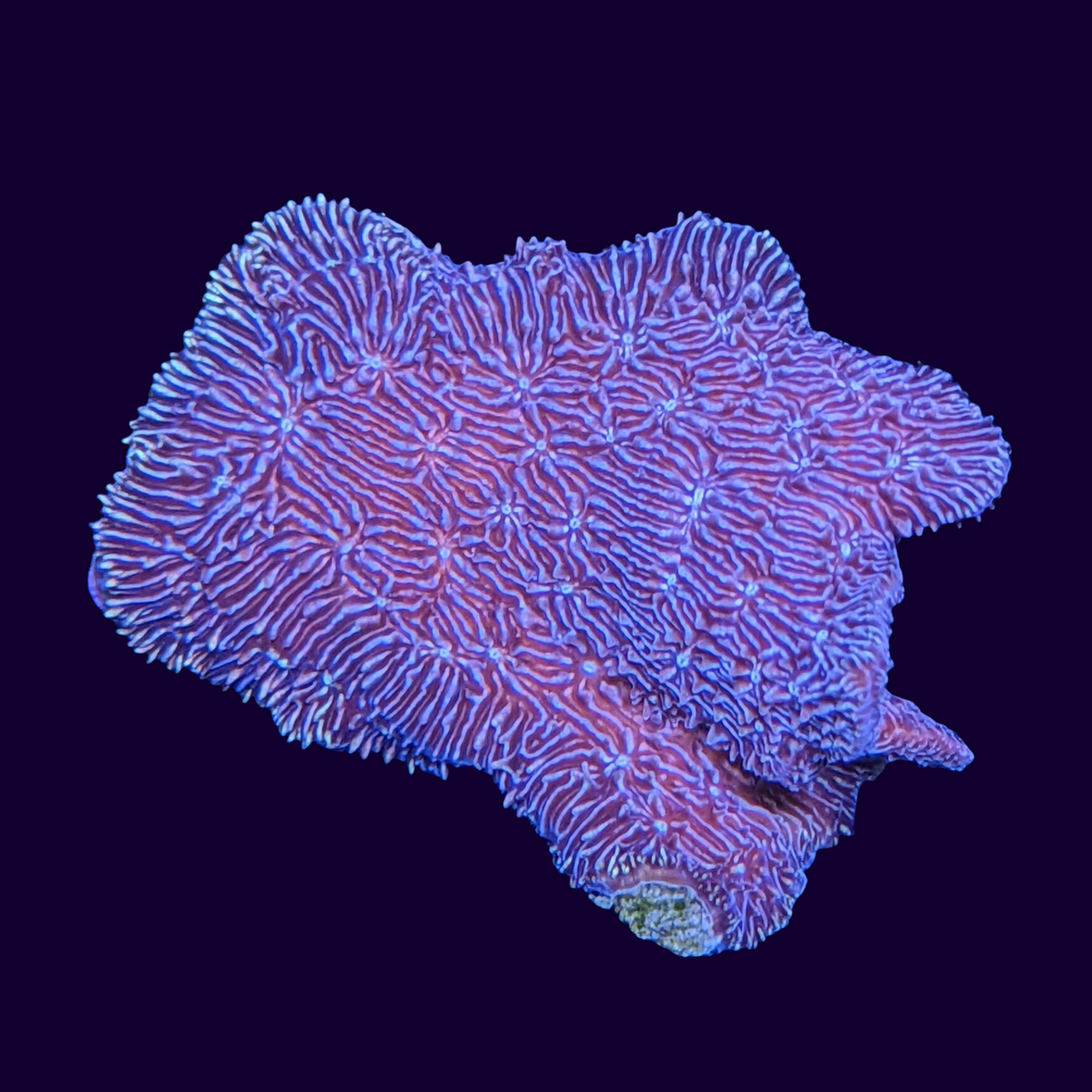 Deep Purple Pavona (UK Grown)