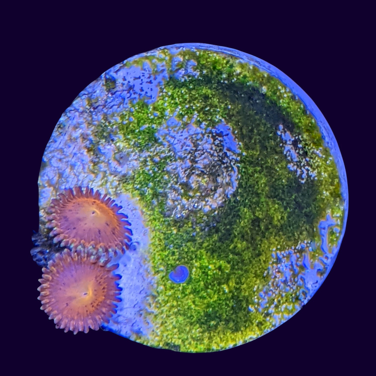 Aussie Red Zoa Frag