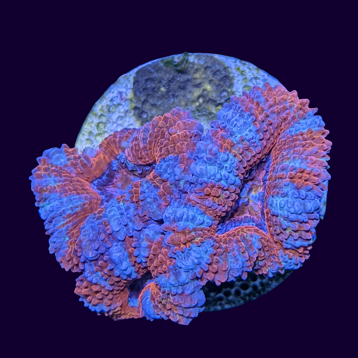 Acanthastrea Lordhowensi