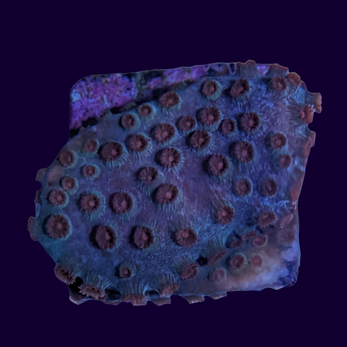 Jingle Bells Cyphastrea