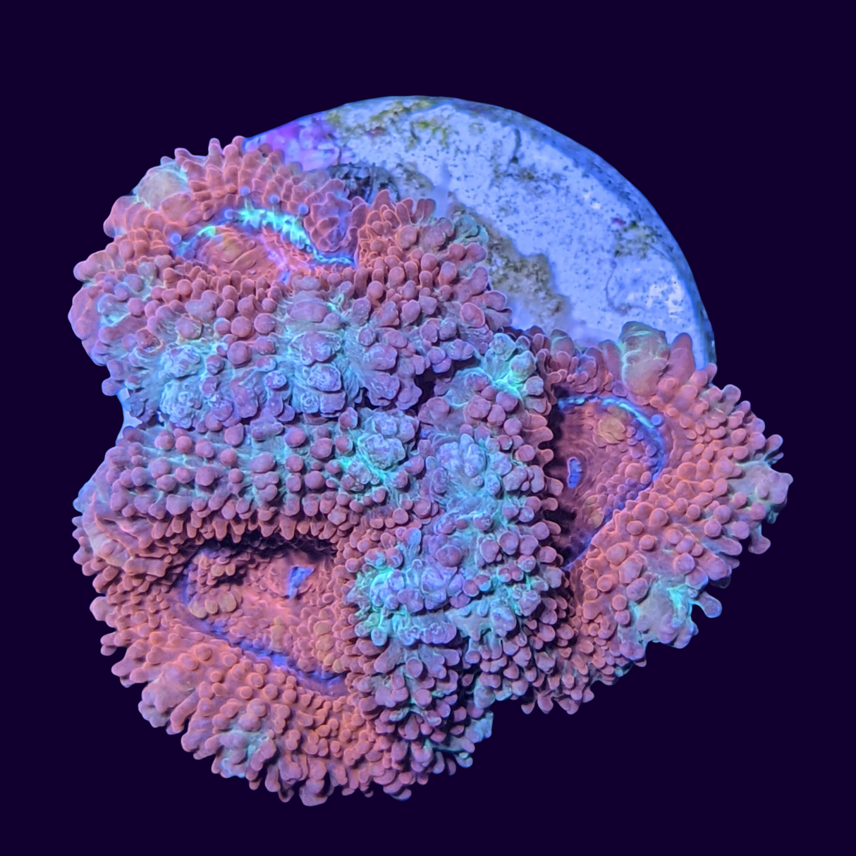 Acanthastrea Lordhowensi