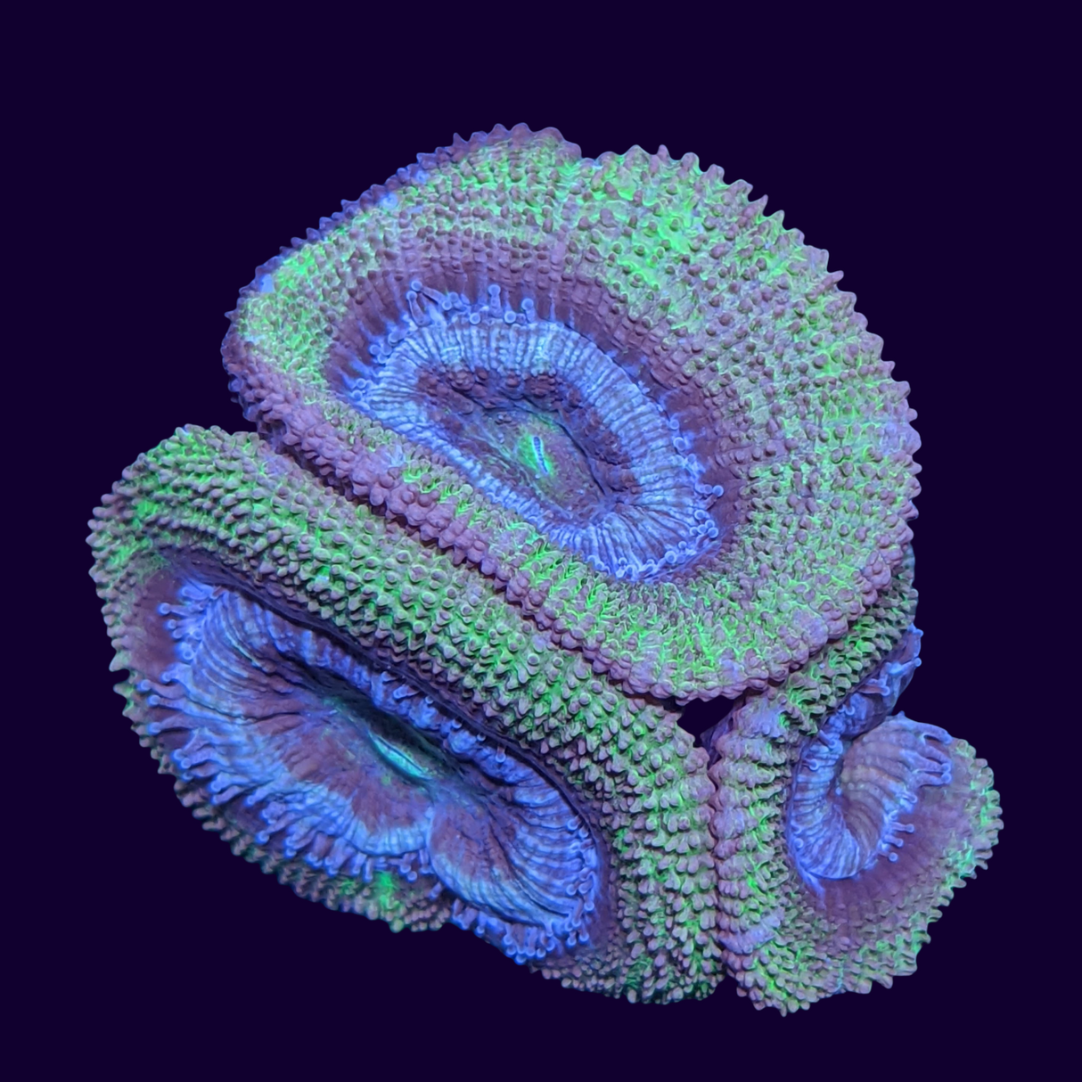 Acanthastrea Lordhowensi