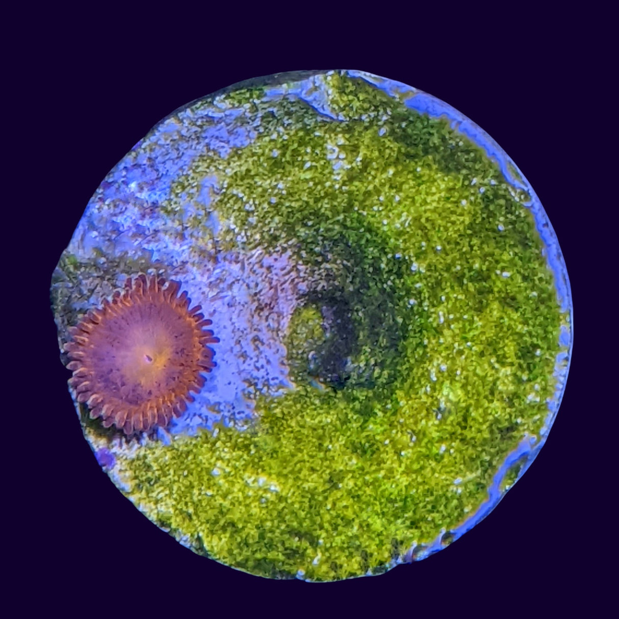 Aussie Red Zoa Frag