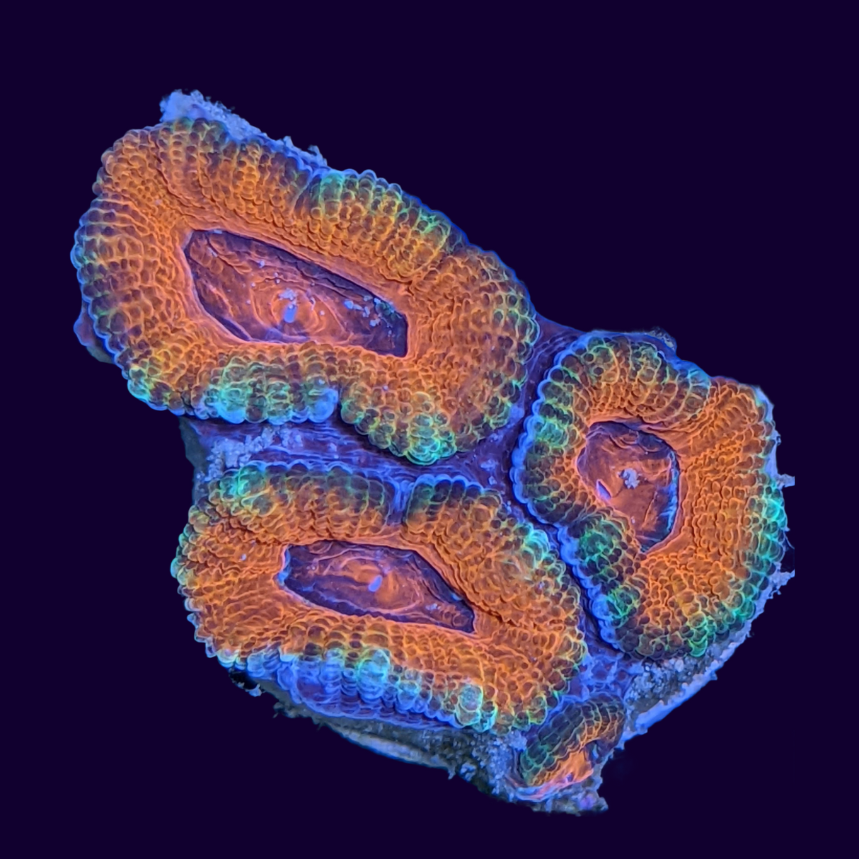 Acanthastrea Lordhowensi