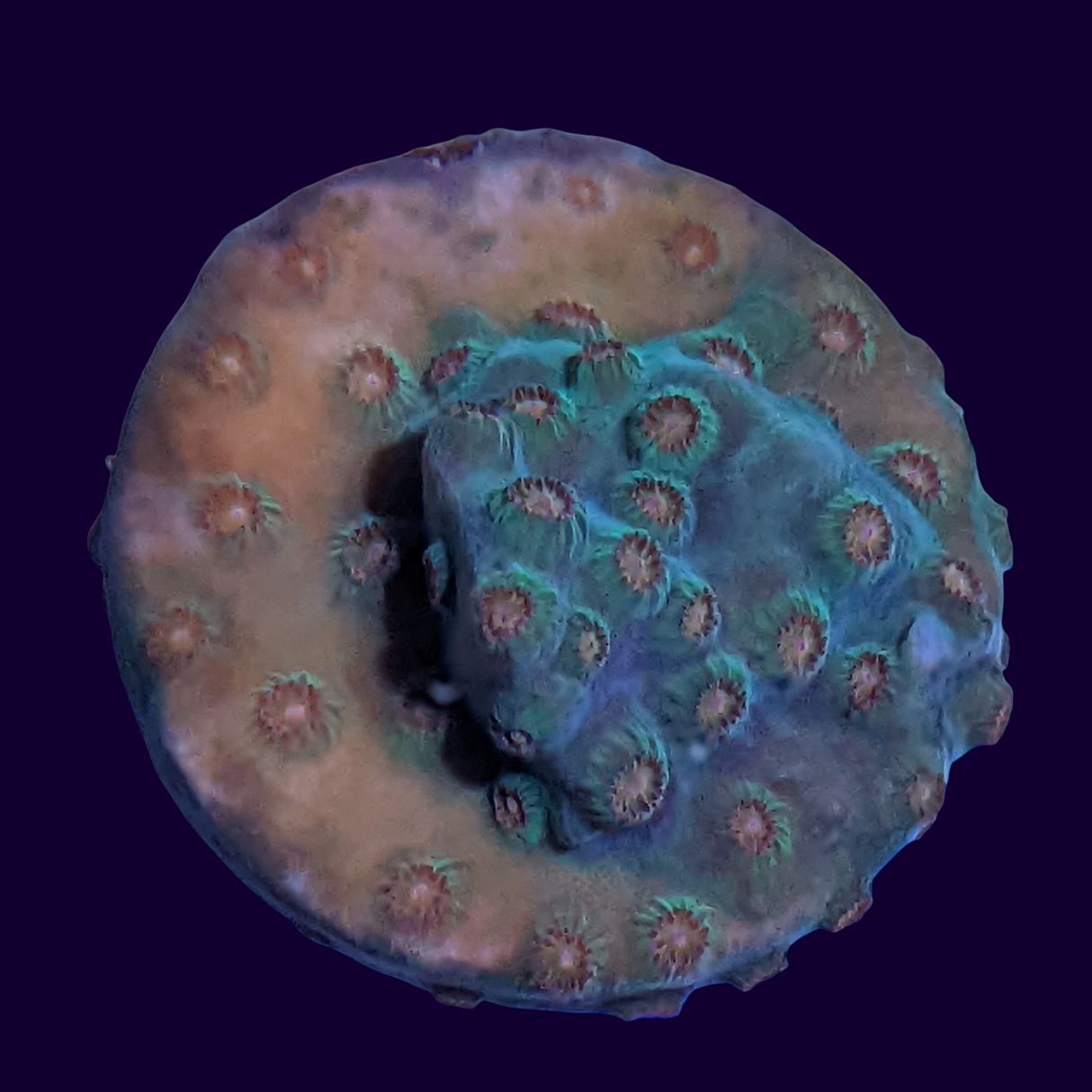 Jingle Bells Cyphastrea