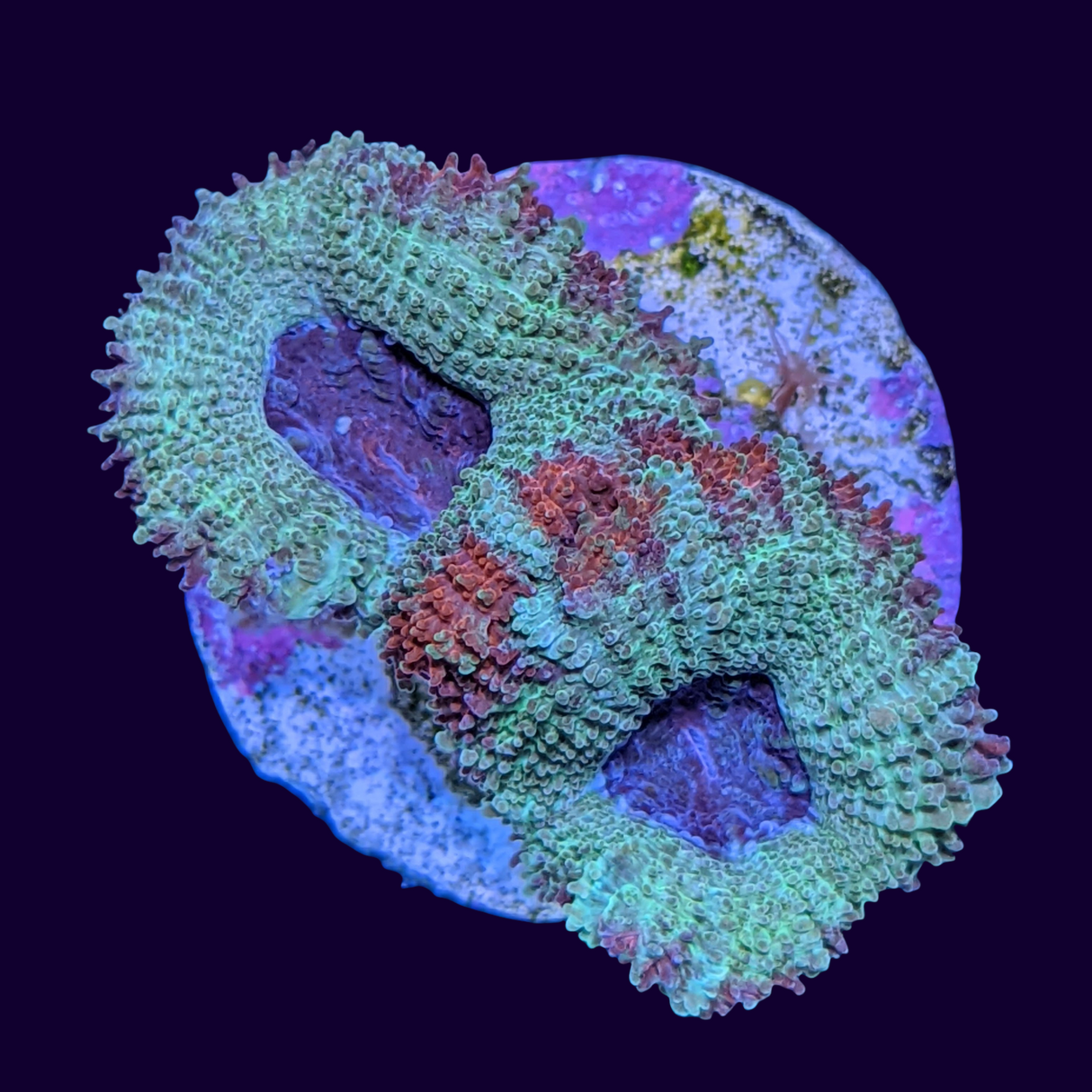 Acanthastrea Lordhowensi