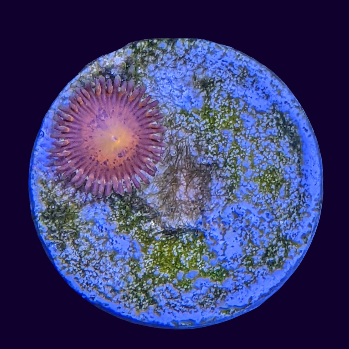 Aussie Red Zoa Frag