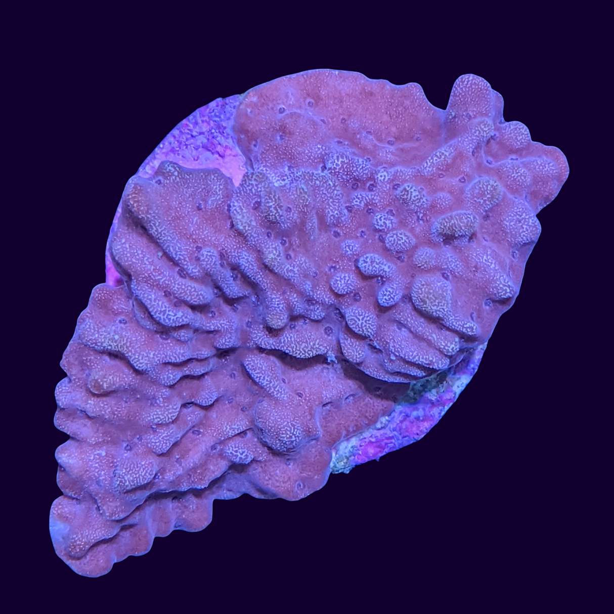 Red Montipora