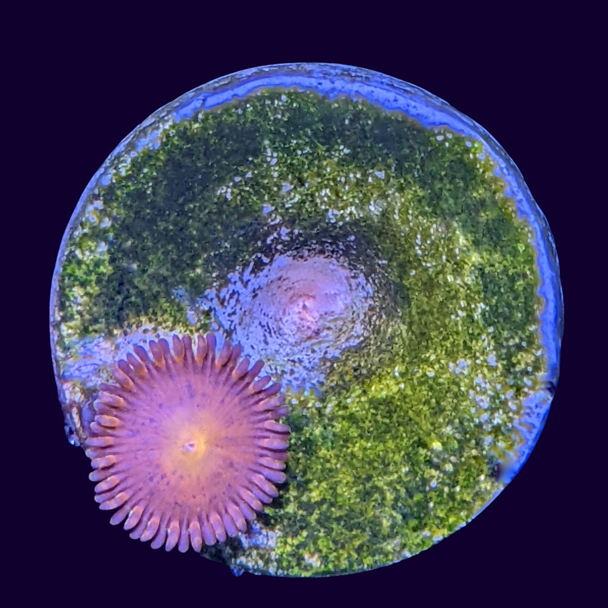 Aussie Red Zoa Frag