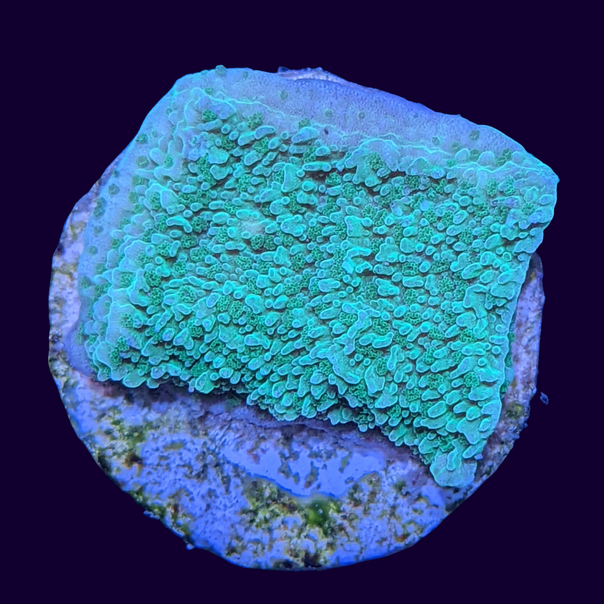 Green Montipora