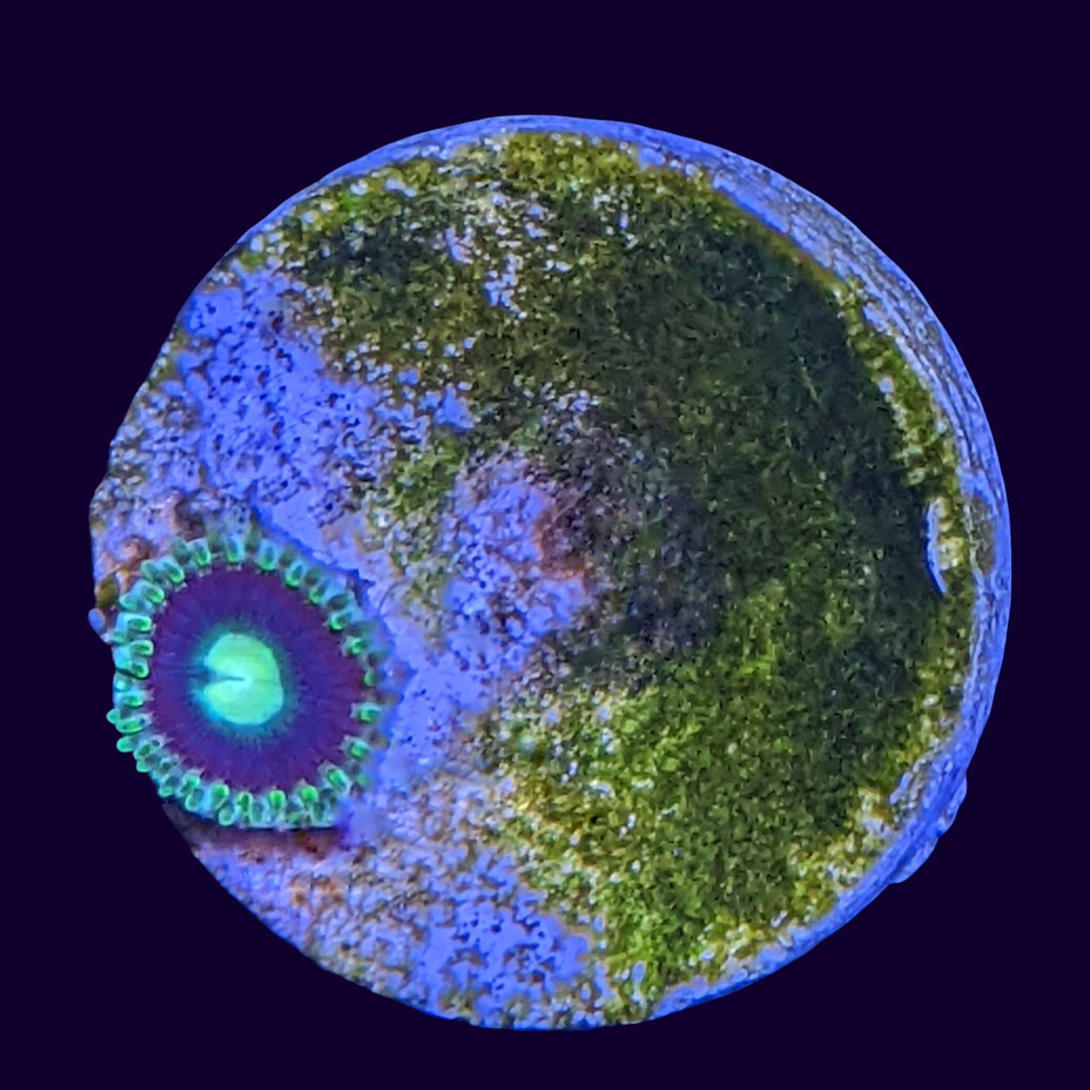 Aussie Zoa Frag