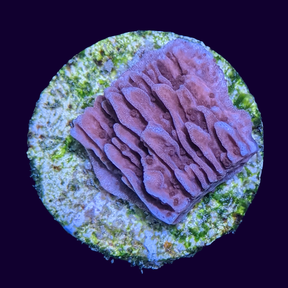 Red Montipora