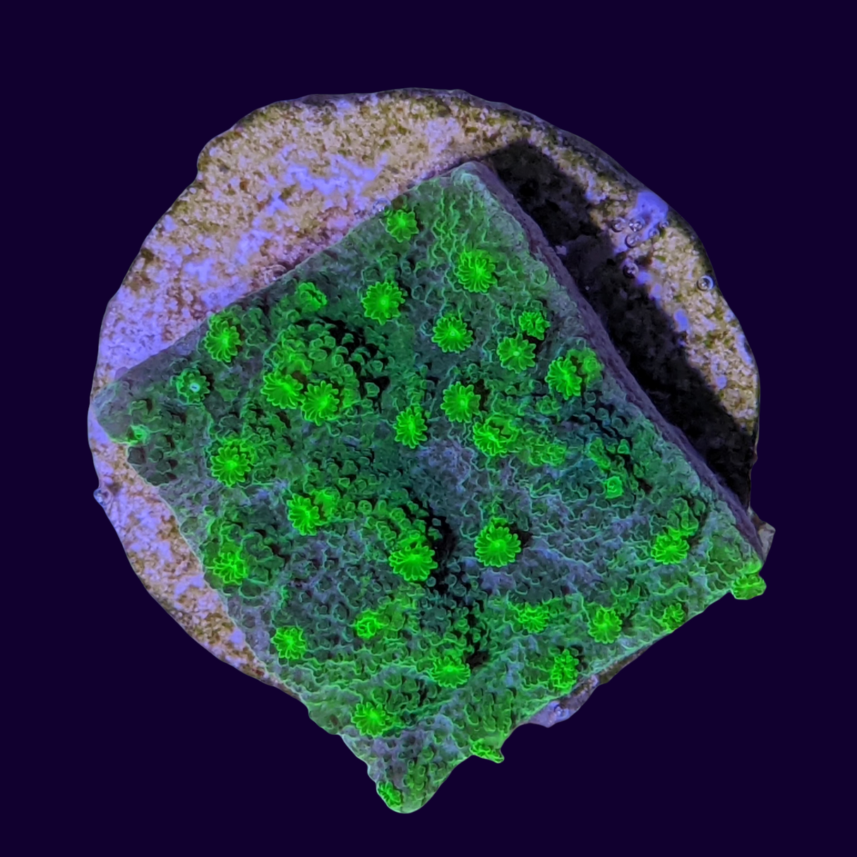 Bright Green Cyphastrea