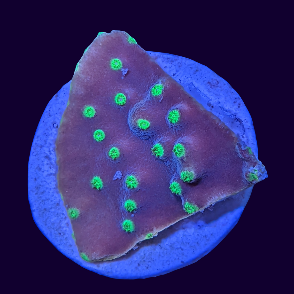 Hollywood Stunner Chalice