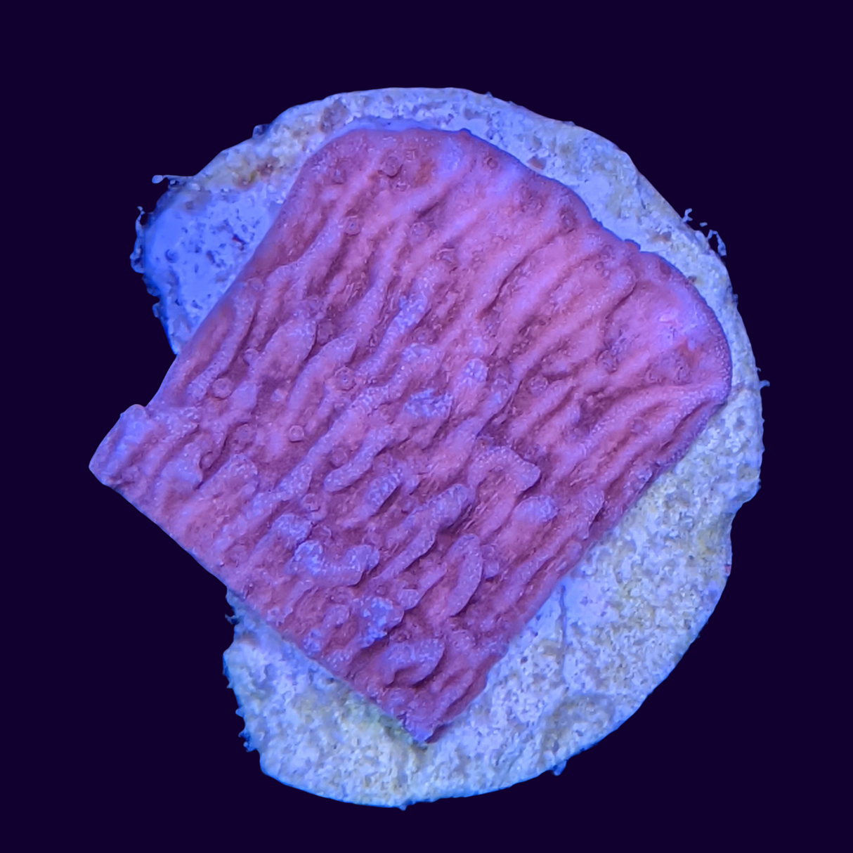 Red Montipora