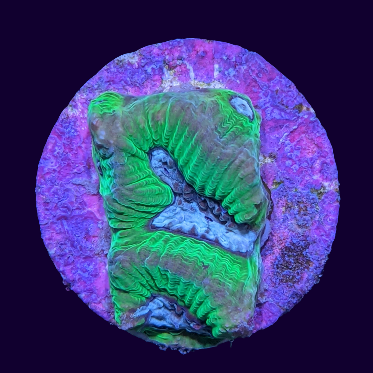 Toxic Green Blue Centre Platygyra