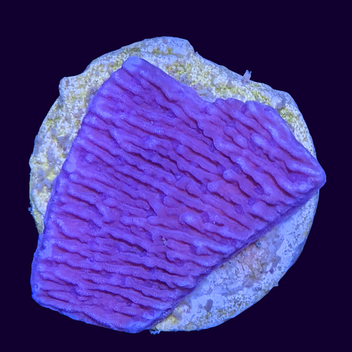 Purple Montipora