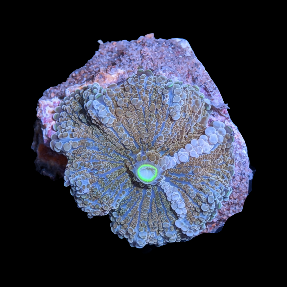 Burnt Orange Ricordia Yuma Mushroom
