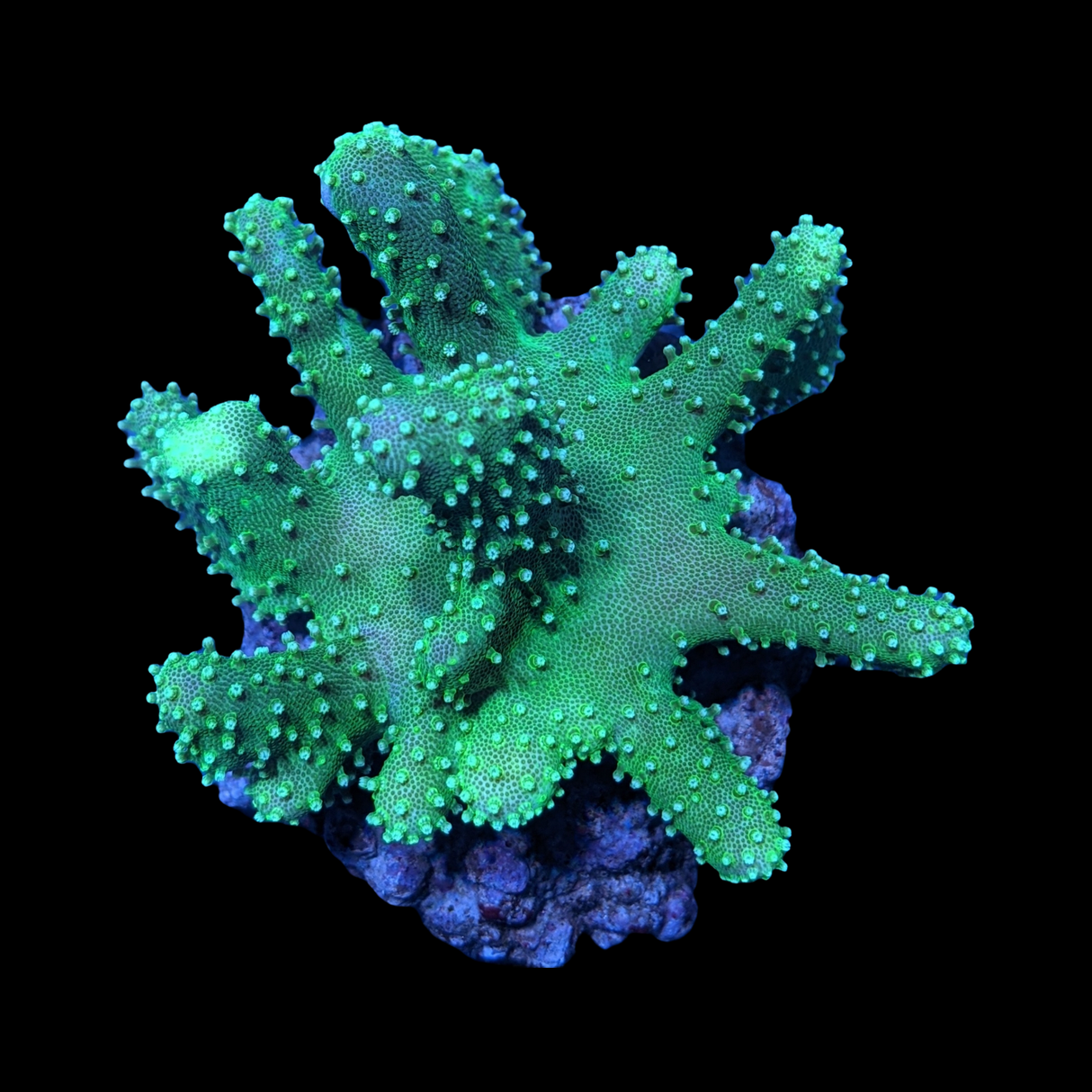 Aquacultured Green Lobophytum Leather Colony