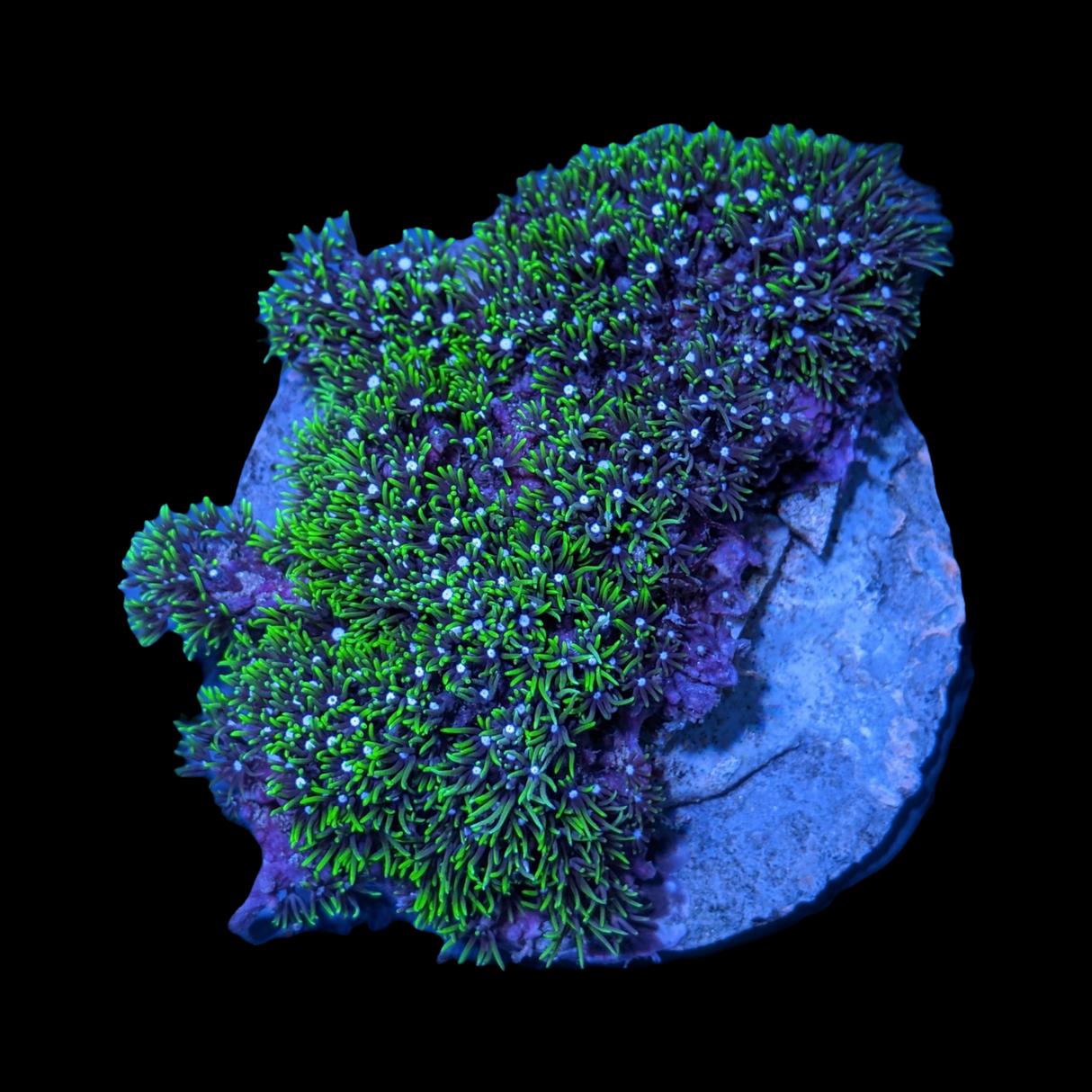 Aquacultured Green Star Polyps colony