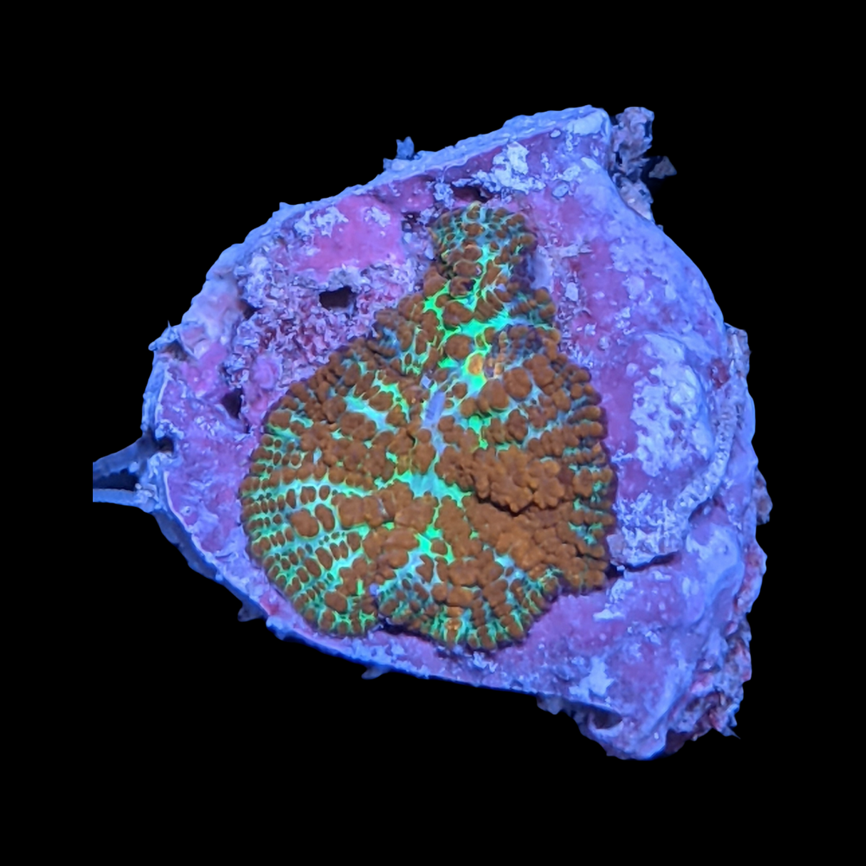 Rhodactis Red Flex Mushroom