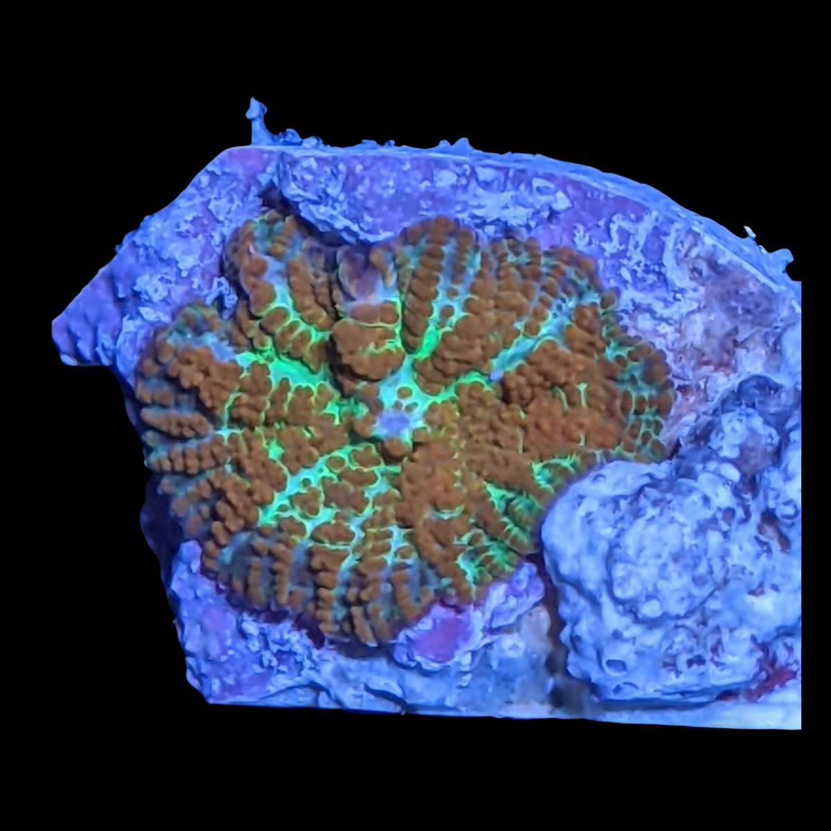 Rhodactis Red Flex Mushroom