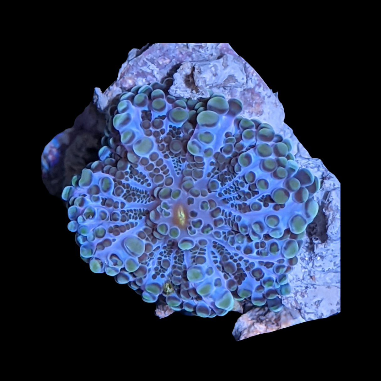 Blue Flex Ricordia Yuma Mushroom