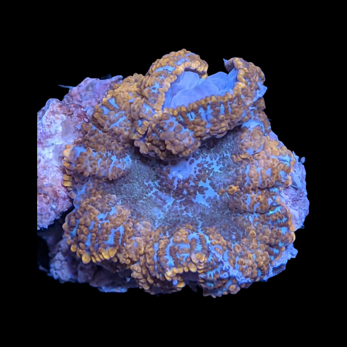 Rhodactis Mushroom
