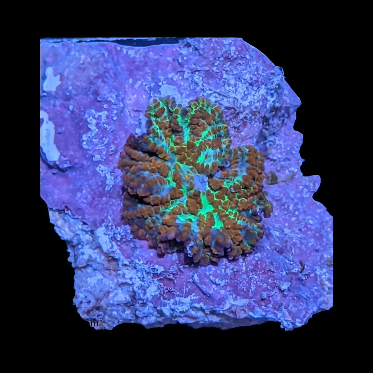 Rhodactis Red Flex Mushroom