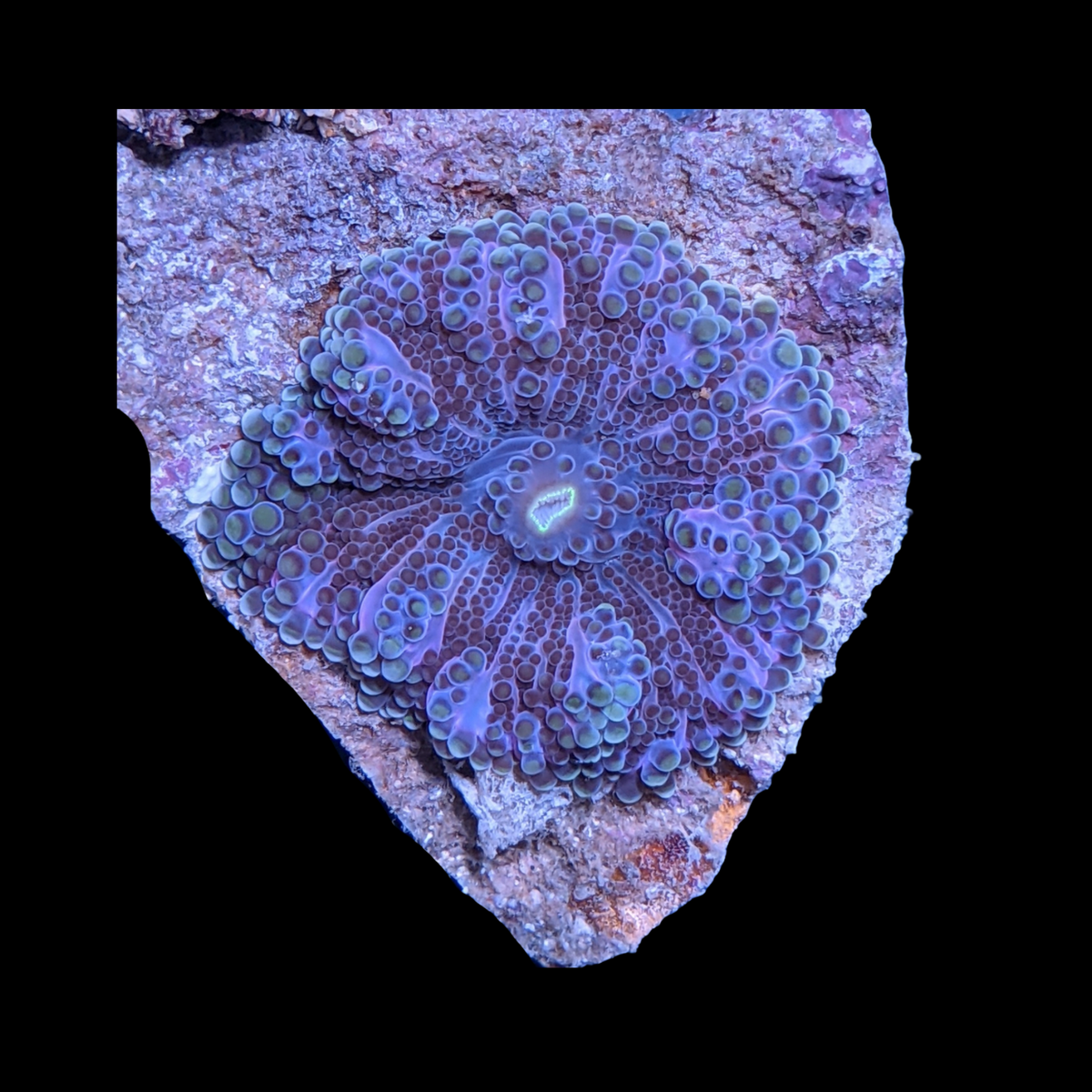 Pink Flex Ricordia Yuma Mushroom