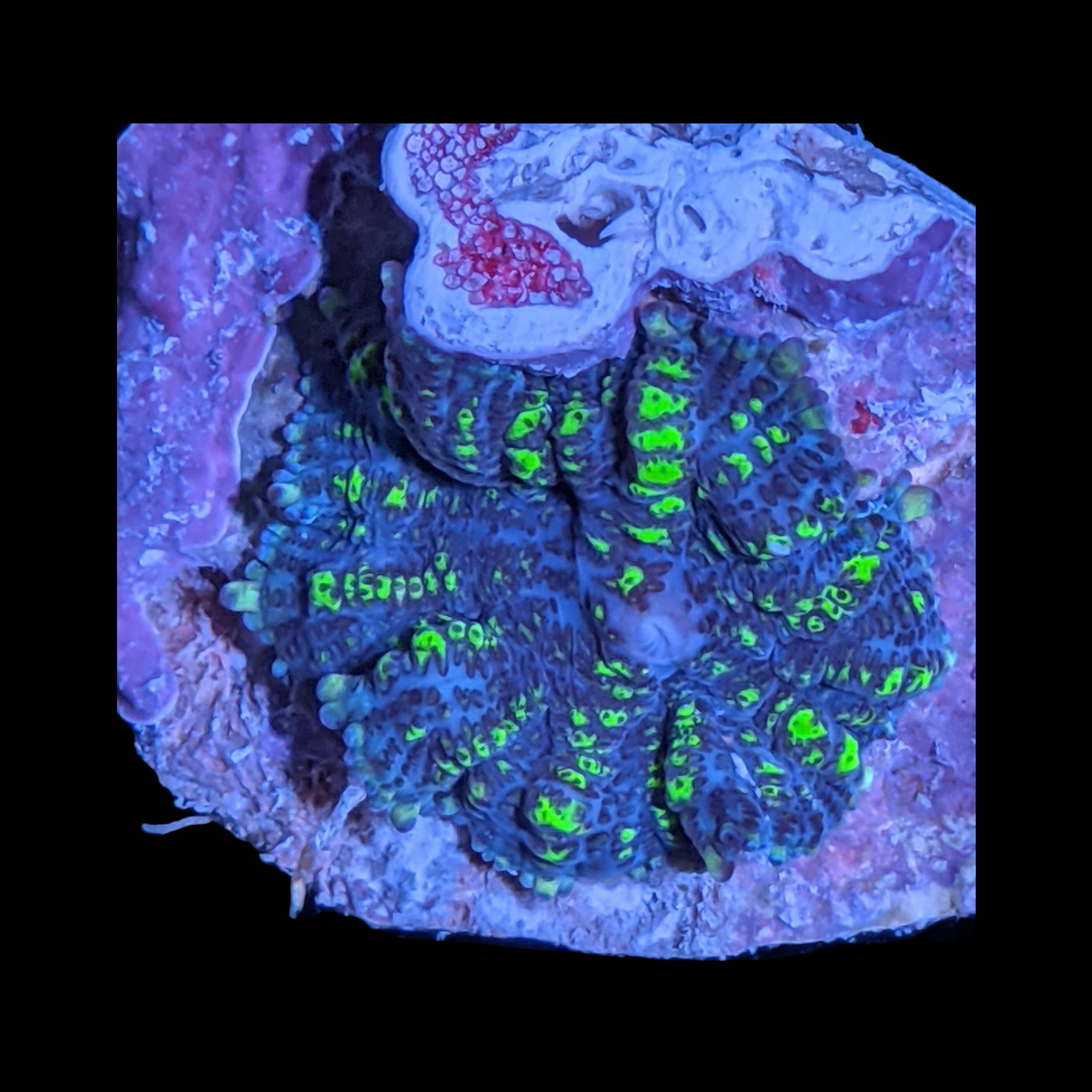 Rhodactis Green Flex Mushroom