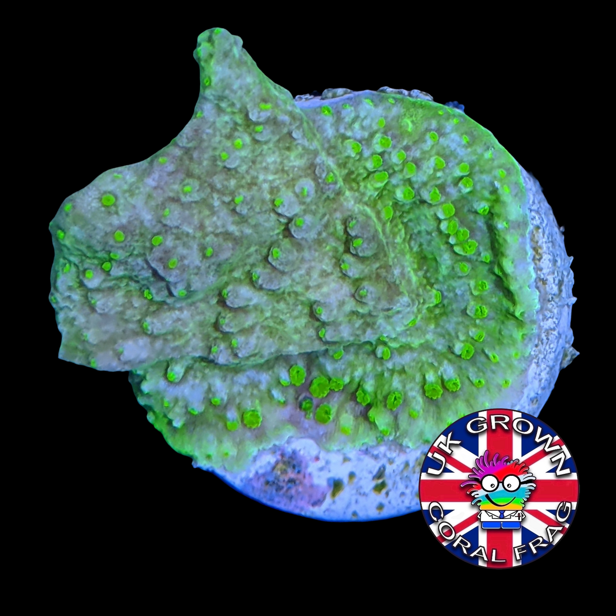 Green plating Montipora (UK Grown)