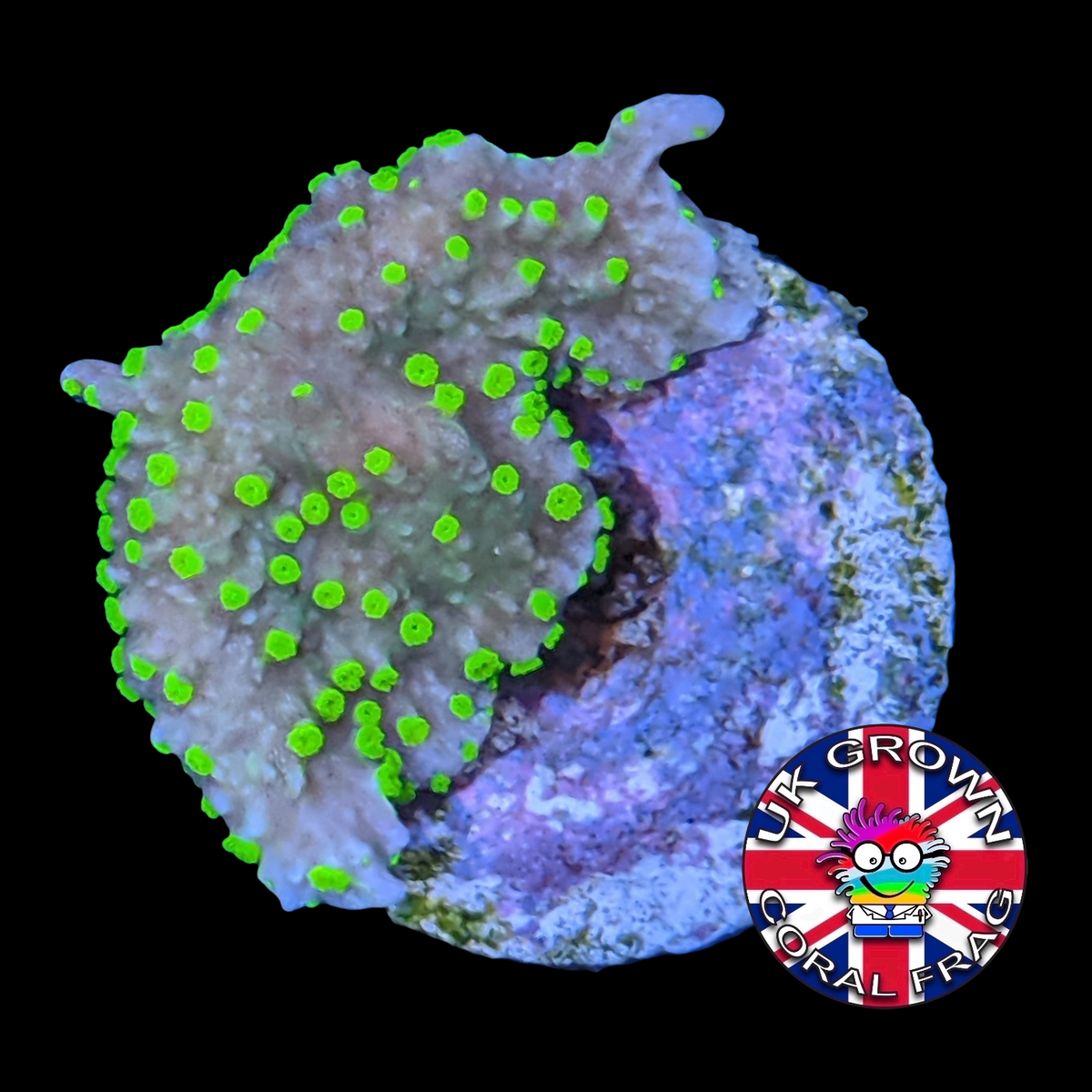 Hirsuta Montipora (UK Grown)