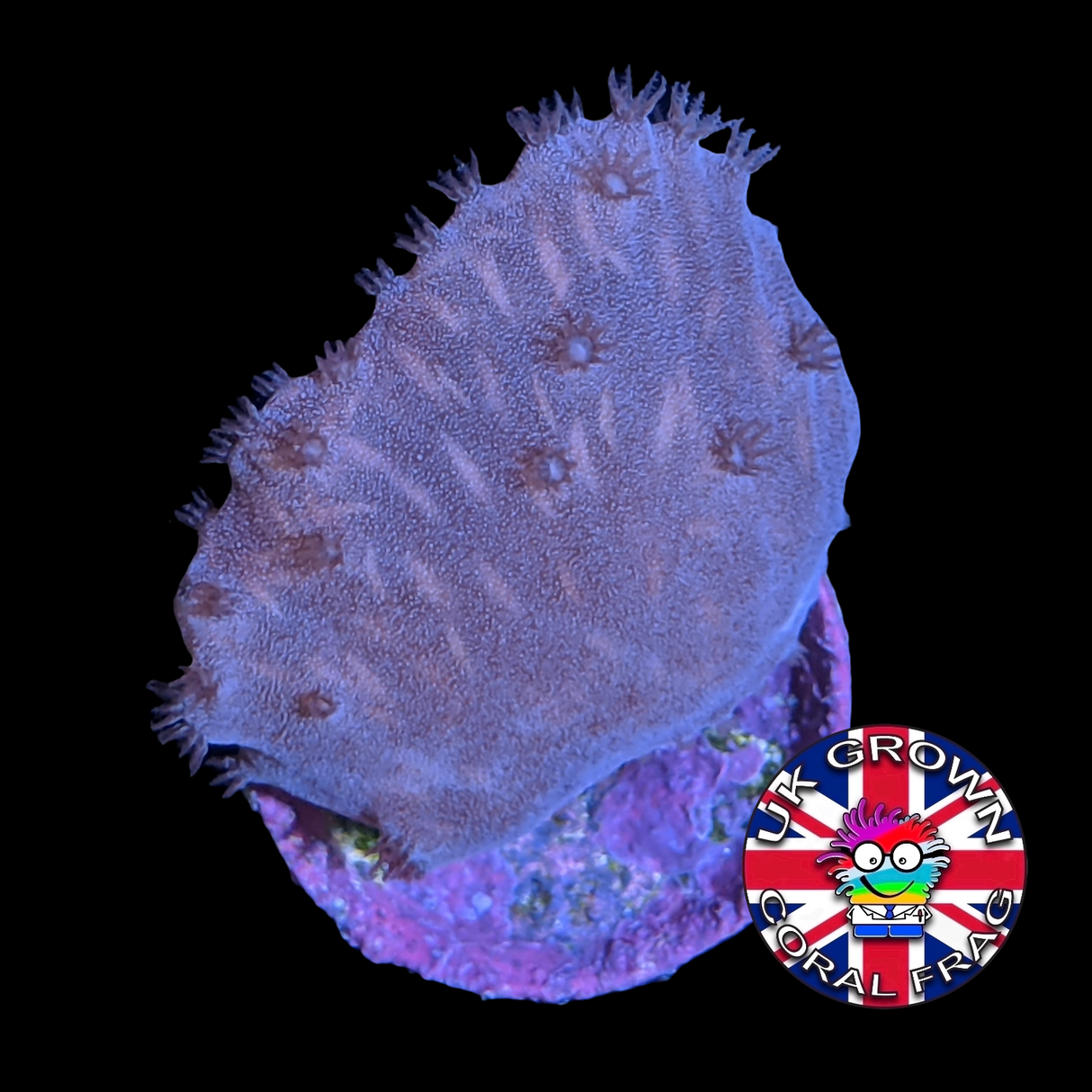 Sinularia Dura (UK Grown)