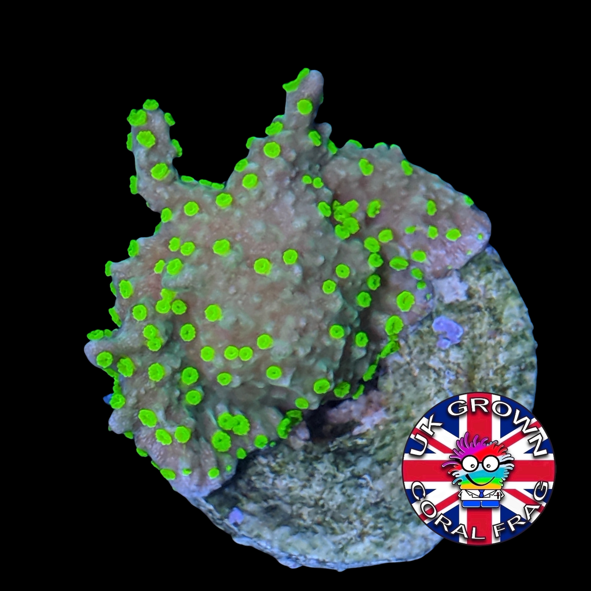 Hirsuta Montipora (UK Grown)