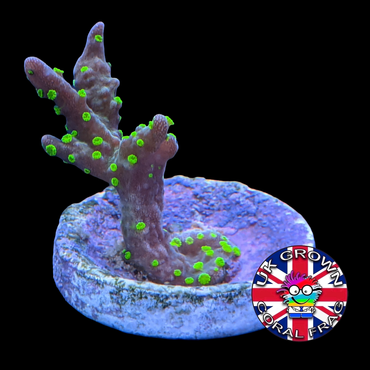 Hirsuta Montipora (UK Grown)