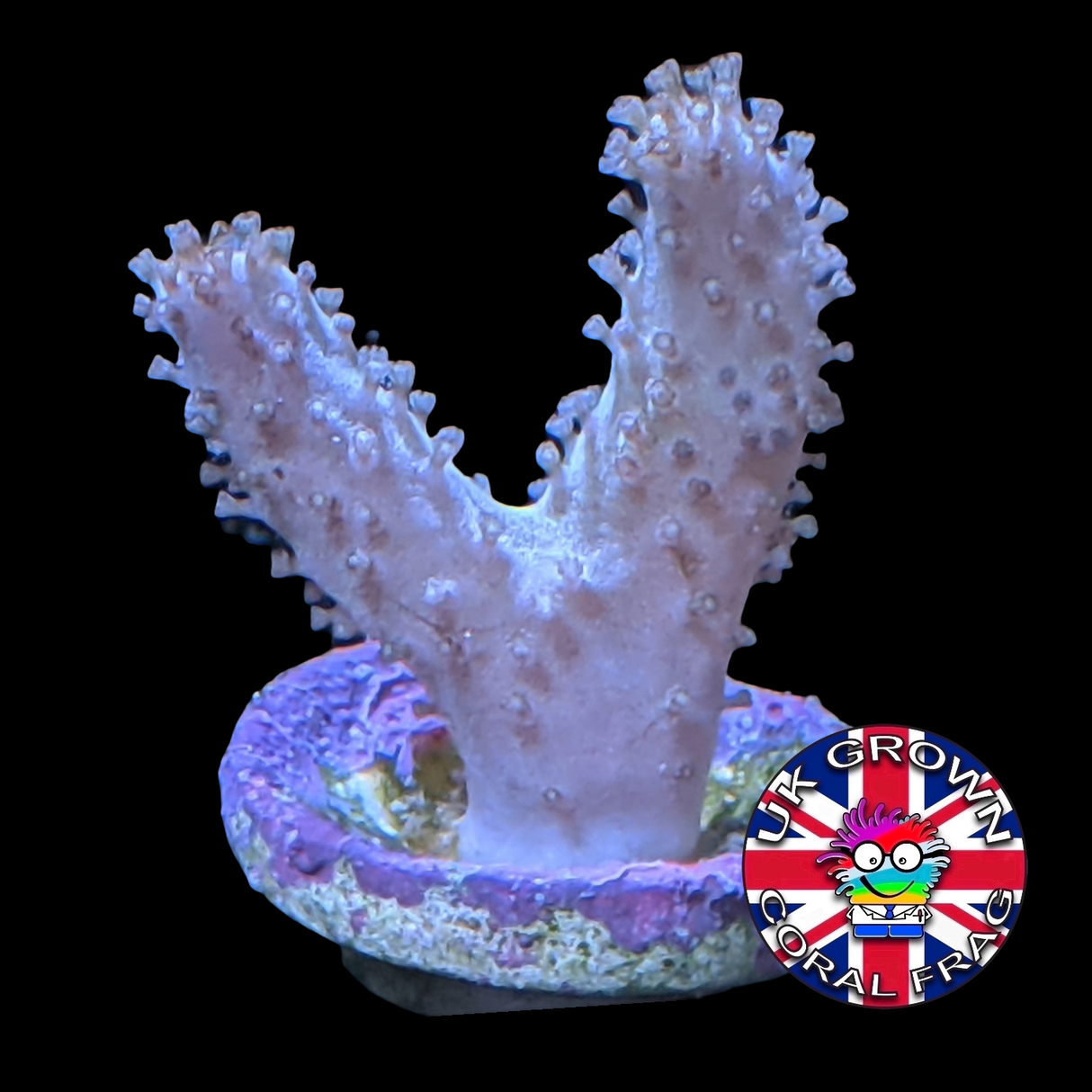 Sinularia (UK Grown)