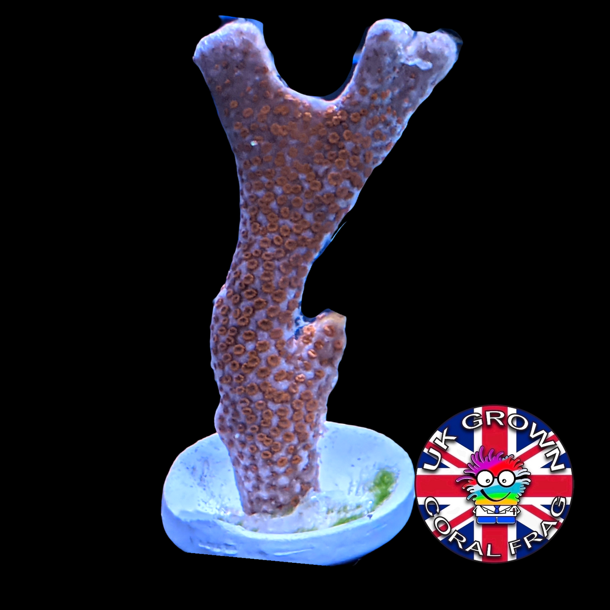 Forrest of Fire Montipora digitata (UK Grown)
