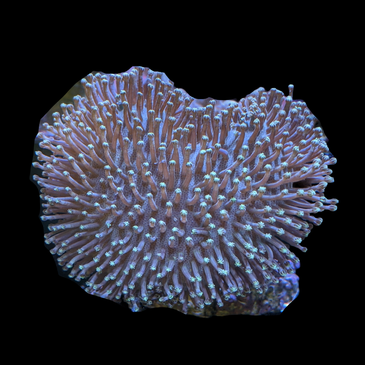 Aquacultured Indonesian Toadstool