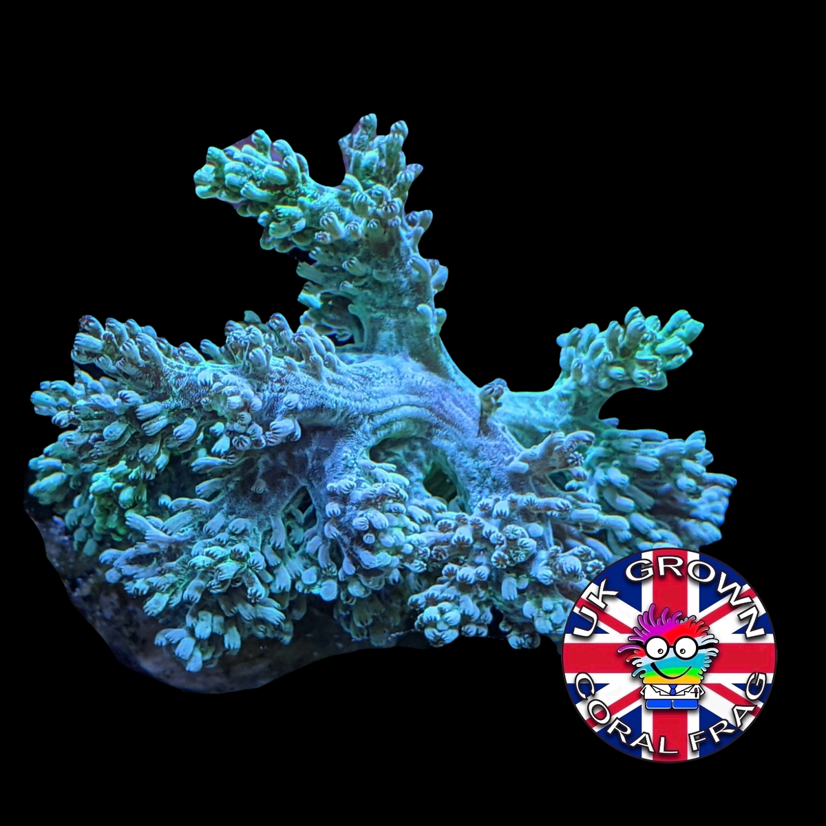 Large Green Kenya Tree (UK Grown)