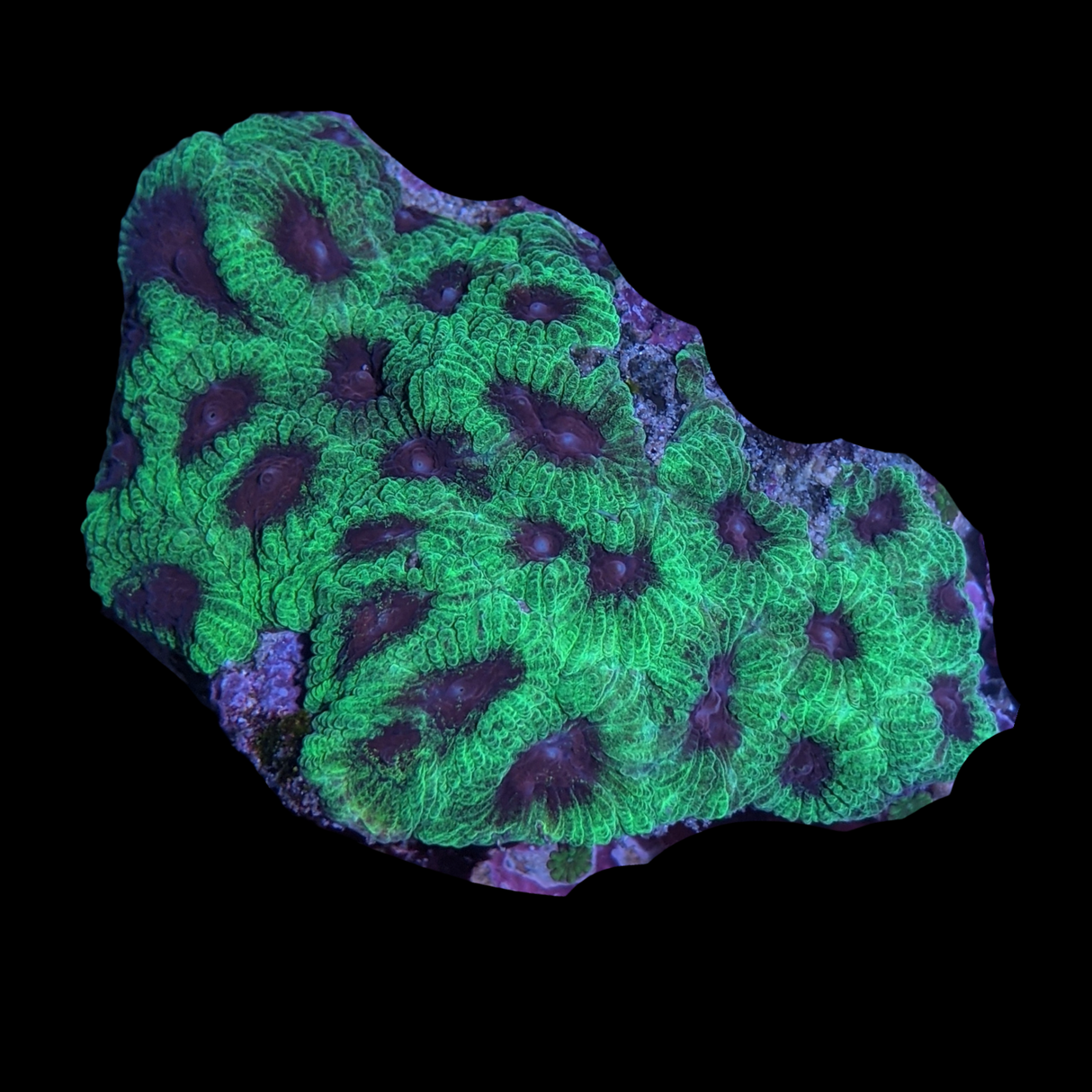 Aquacultured Indonesian Favia Mini Colony