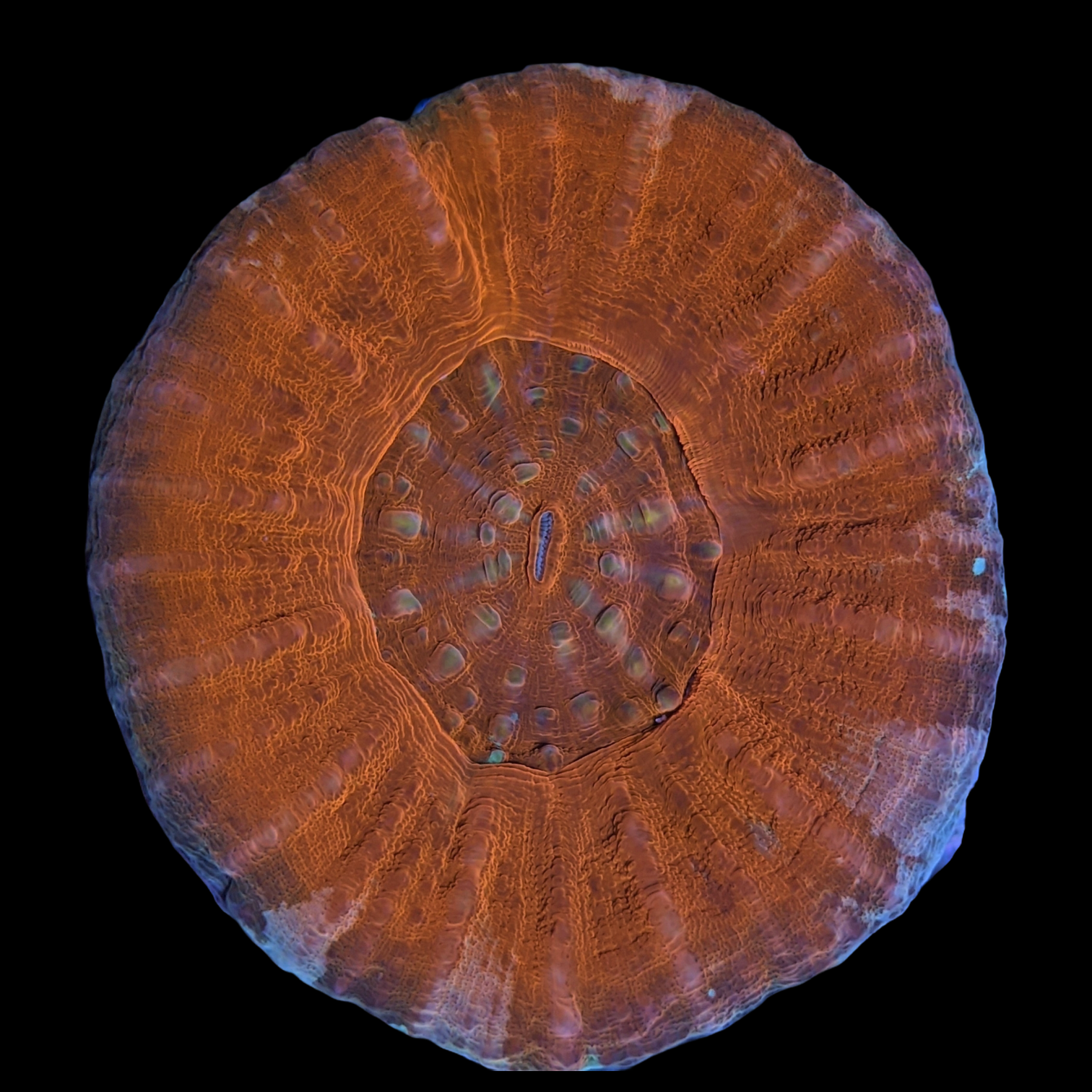 Australian Cherry Red Scolymia (Collection Only)