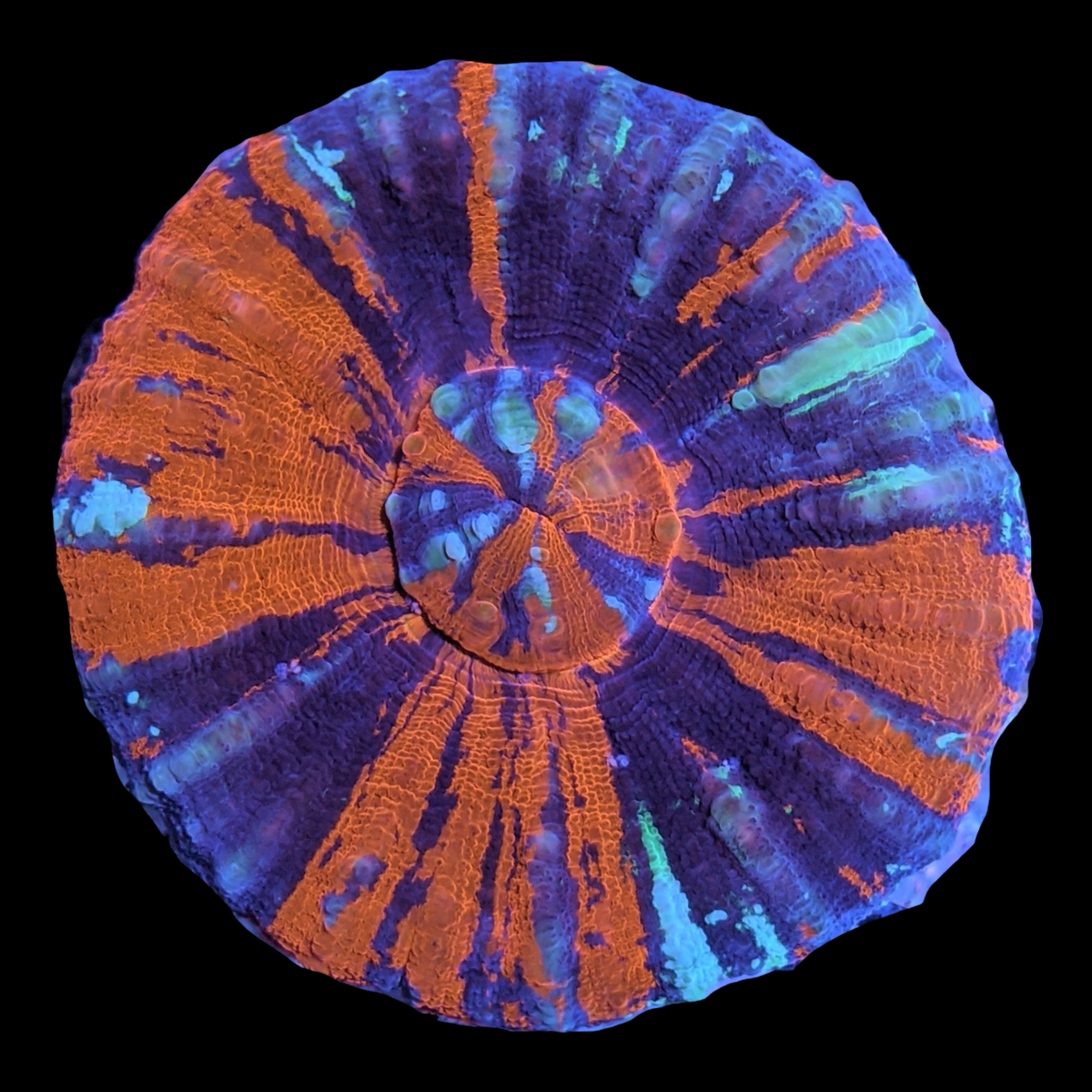 Australian War Paint Scolymia (Collection Only)