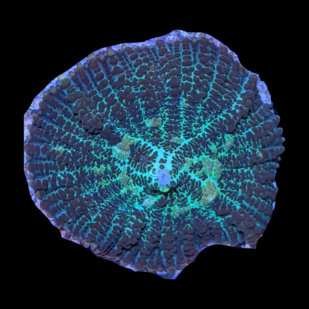 Rhodactis Flex Mushroom