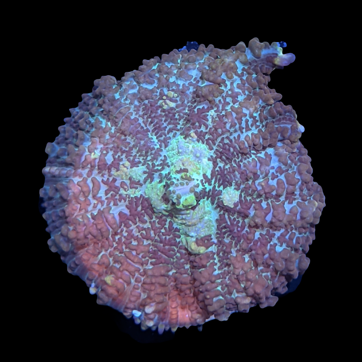 Red Rhodactis Flex Mushroom