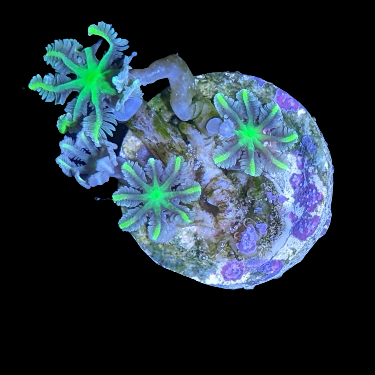 Clove polyps