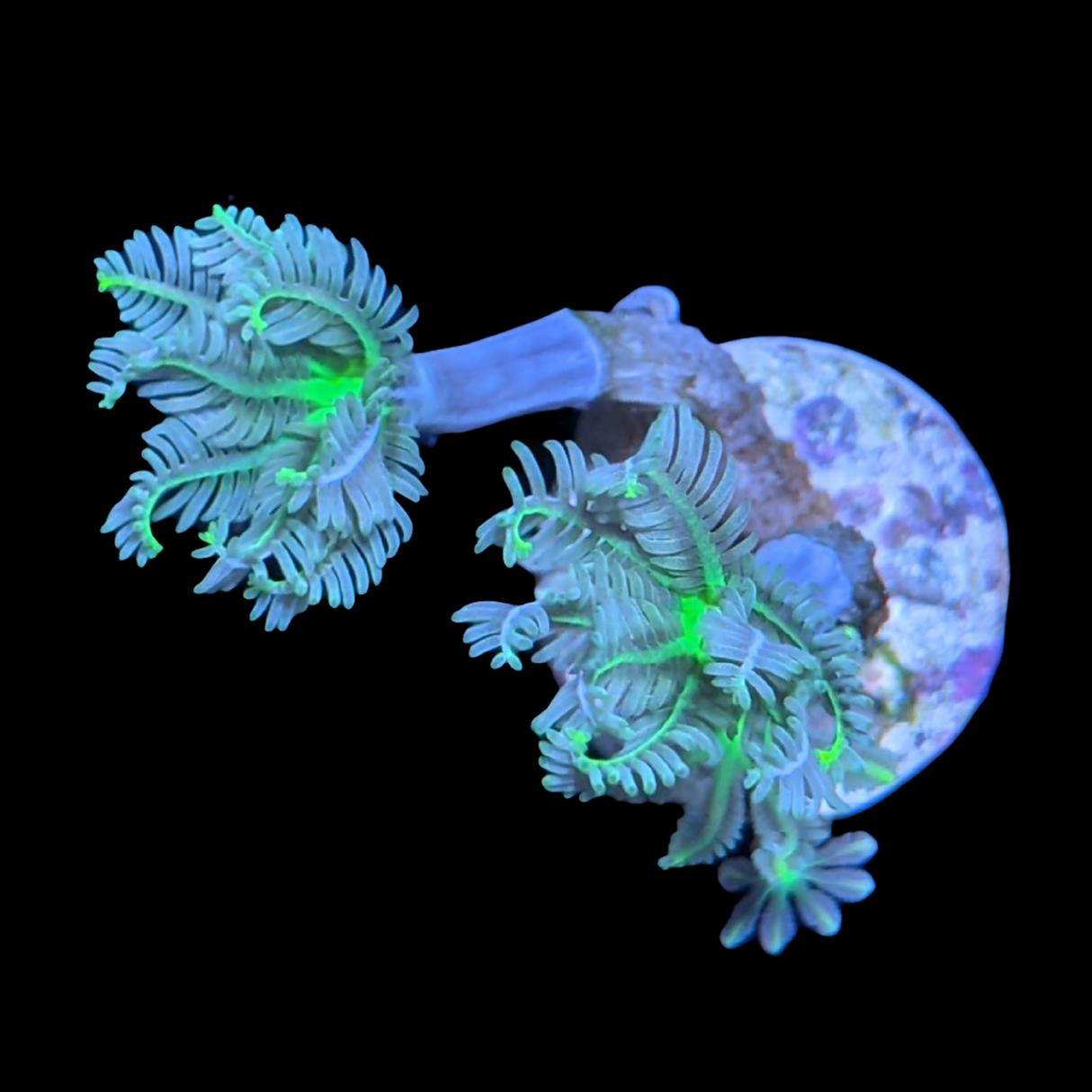 Clove polyps