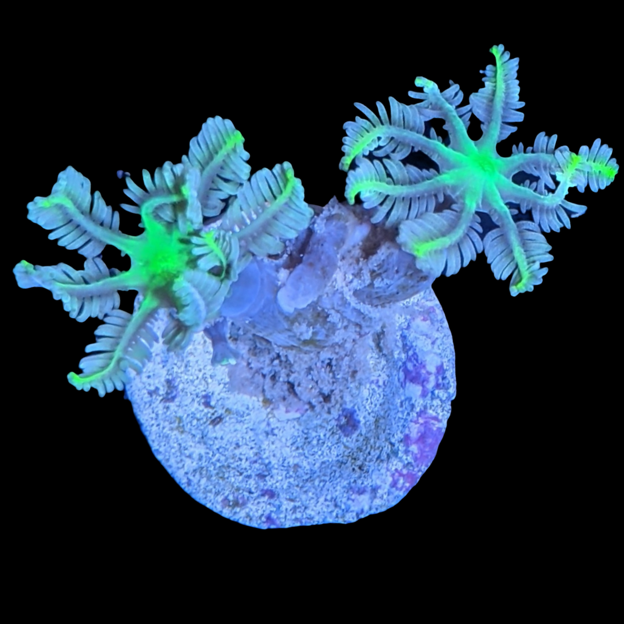 Clove polyps