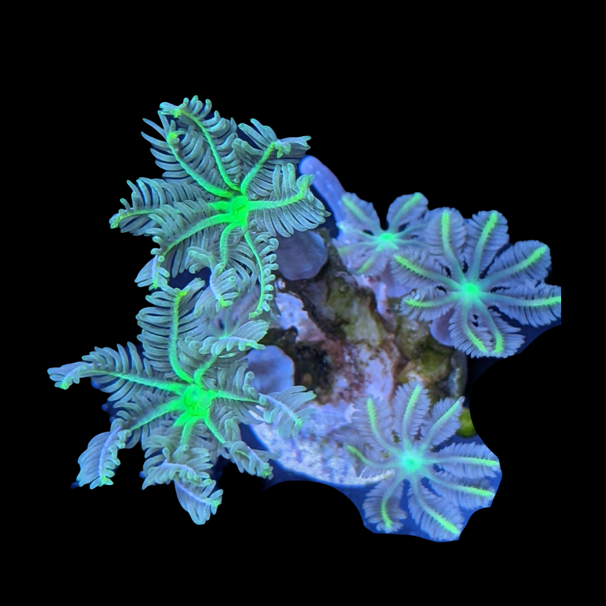 Clove polyps